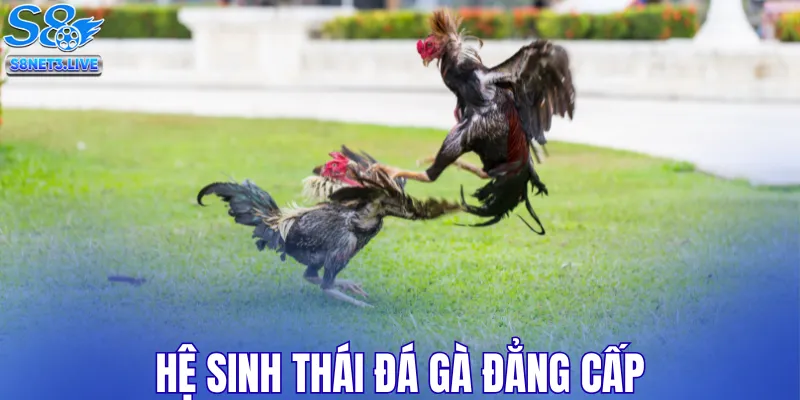 Hệ sinh thái đá gà đẳng cấp