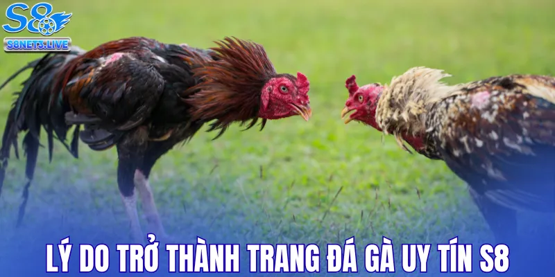 Lý do trở thành trang đá gà uy tín S8