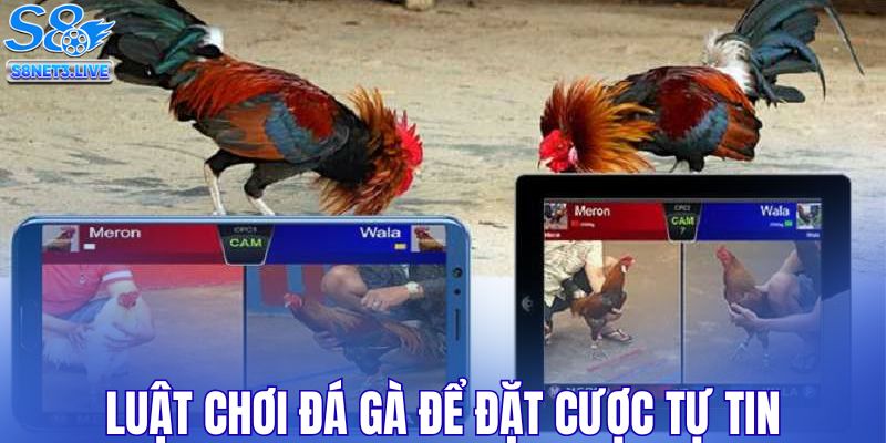 Nắm vững luật chơi đá gà để đặt cược tự tin