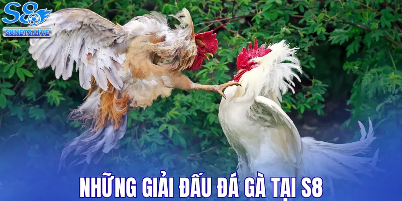 Những giải đấu đá gà tại S8